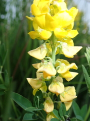 Crotalaria globifera