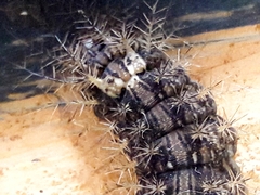 Lonomia obliqua