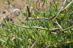 Periploca chevalieri