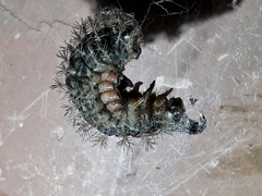 Lonomia obliqua