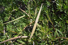 Periploca chevalieri