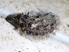 Lonomia obliqua