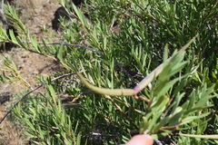 Periploca chevalieri