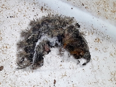 Lonomia obliqua