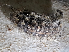 Lonomia obliqua