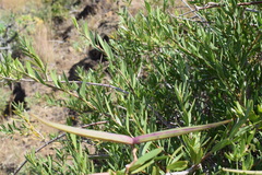 Periploca chevalieri