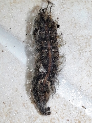 Lonomia obliqua