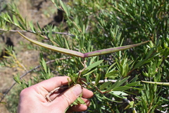 Periploca chevalieri