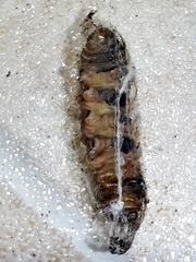 Lonomia obliqua