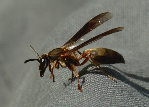 Camoatí bronceado