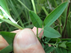 Crotalaria globifera