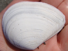 Macomona liliana