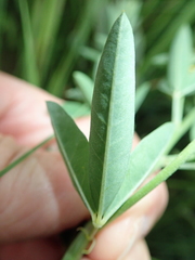 Crotalaria globifera