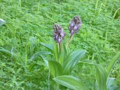 Himantoglossum robertianum