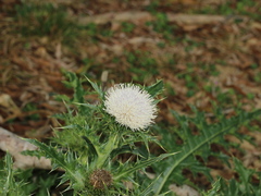 Cirsium brevicaule