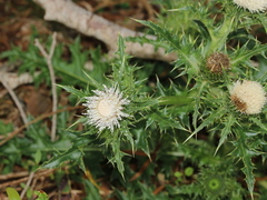 Cirsium brevicaule