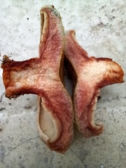 Lactarius sanguifluus