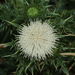 Okinawa Thistle - Photo (c) Lijin Huang (紫楝), some rights reserved (CC BY-NC), uploaded by Lijin Huang (紫楝)