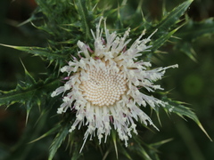 Cirsium brevicaule