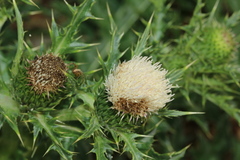 Cirsium brevicaule