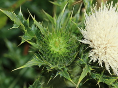 Cirsium brevicaule