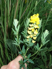 Crotalaria globifera