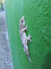 Tarentola boettgeri boettgeri