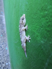 Tarentola boettgeri boettgeri