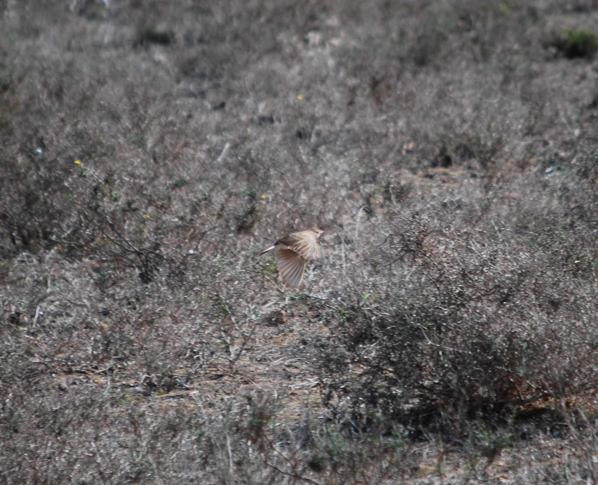 Mediterranean Short-toed Lark