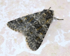 Polymixis rufocincta