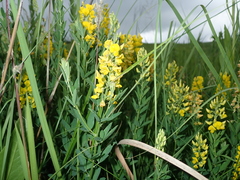 Crotalaria globifera