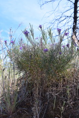Erysimum caboverdeanum