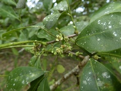 Trichilia havanensis