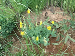 Crotalaria globifera
