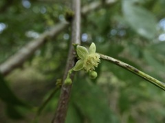 Trichilia havanensis