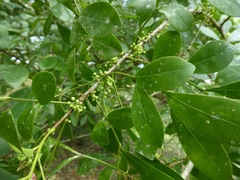 Trichilia havanensis