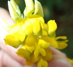 Crotalaria globifera