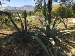Agave mapisaga