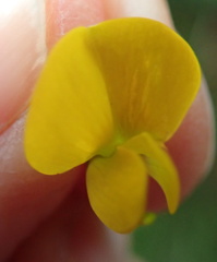Crotalaria globifera