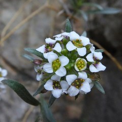 Lobularia maritima maritima
