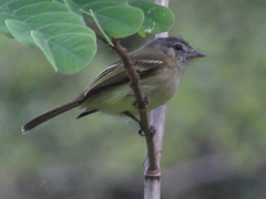Leptopogon superciliaris
