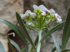 Lobularia maritima maritima