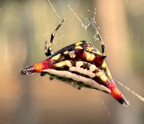 Oriental Spiny Orb-weaver