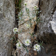 Lobularia maritima maritima