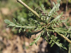 Reseda alba