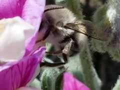 Habropoda miserabilis