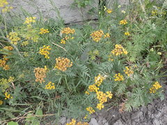 Tanacetum vulgare