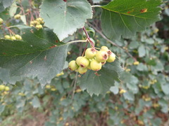 Crataegus sanguinea