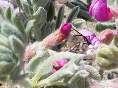 Habropoda miserabilis