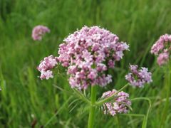 Valeriana amurensis